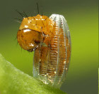 Hatching egg from Antennae article