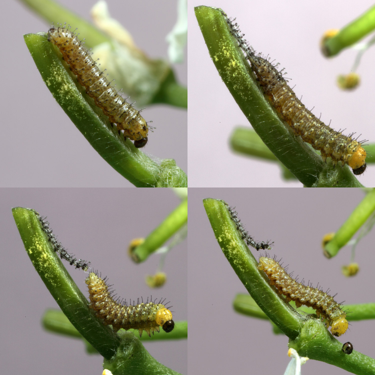 Eggs hatching