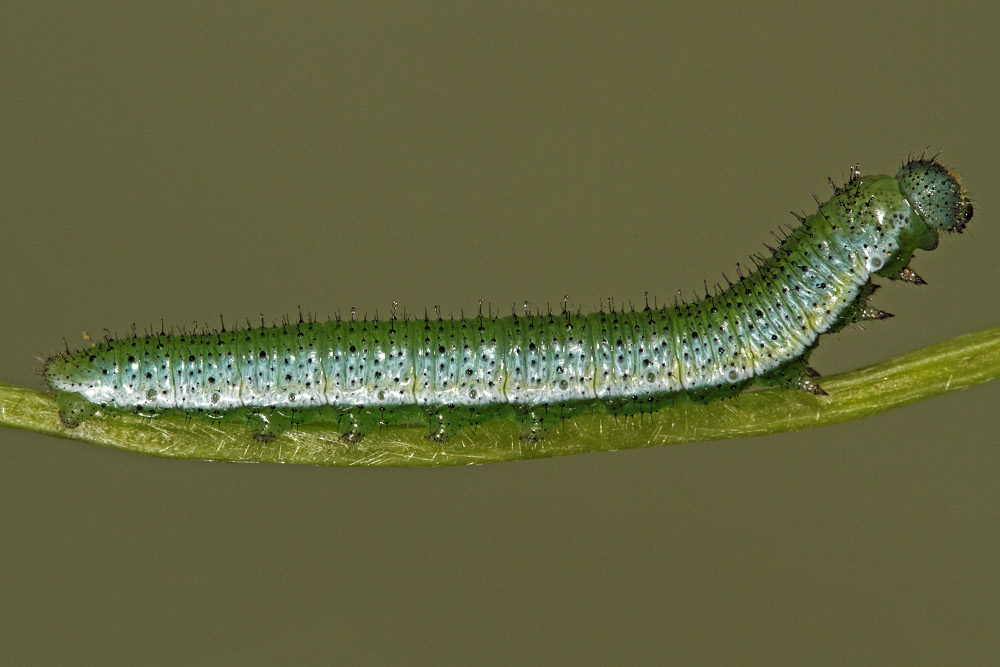 Eggs hatching