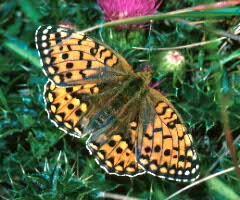 Fritillaries