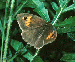 Marbled Whites and Browns