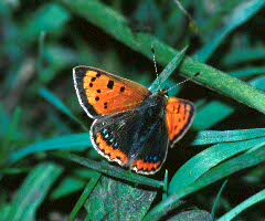 Hairstreaks and Coppers
