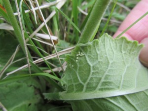 Duke of Burgundy Eggs