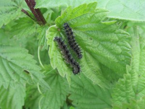 Small Tortoishell Caterpillars