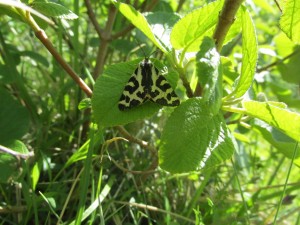 Wood Tiger on the Masts Reserve