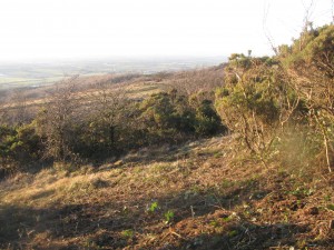 Cleared area at the Masts Reserve