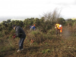 Cutting Gorse at the Masts Reserve