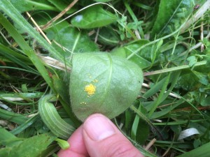 Marsh fritillary eggs on devil's bit scabious, CIEEM Marsh fritillary walk, Westley Farm+Strawberry banks, 12.6 (54)