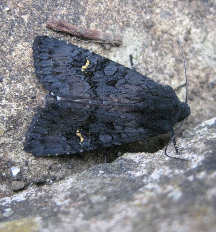 <p><b>Black Rustic</b> When people first started naming moths in the 17th century the 'scruffy' brown ones were called rustics; this seems a bit unfair for the Black Rustic as it is a very handsome moth. <b>©</b> Bob Smith