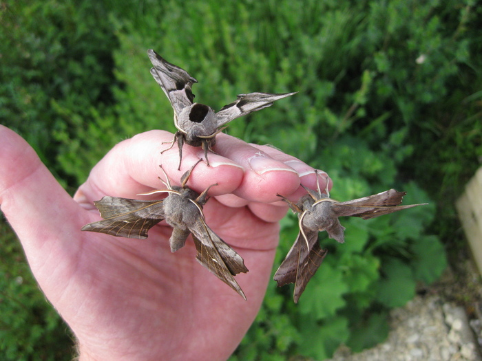 <p><b>Handful of hawkmoths</b> Two Poplar Hawkmoths and an Eyed Hawkmoth. These moths have claws on their feet and can be quite difficult to remove, especially from clothing. <b>©</b> Bob Smith