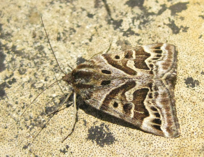 <p><b>Mother Shipton</b> This day-flying moth is named after an exceptionally ugly Yorkshire prophetess born in 1488. On the wings you can see a long nose that almost touches a chin, there is also a round black eye. <b>©</b> Bob Smith