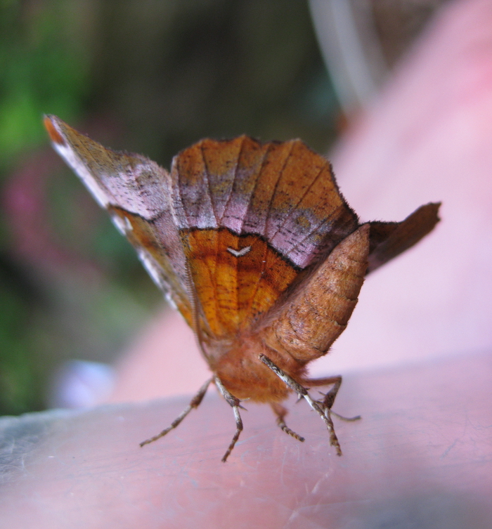 <p><b>Purple Thorn</b> This moth always rests with its wings forming a cup shape. The photo is from an odd angle to show the purple bands. <b>©</b> Bob Smith