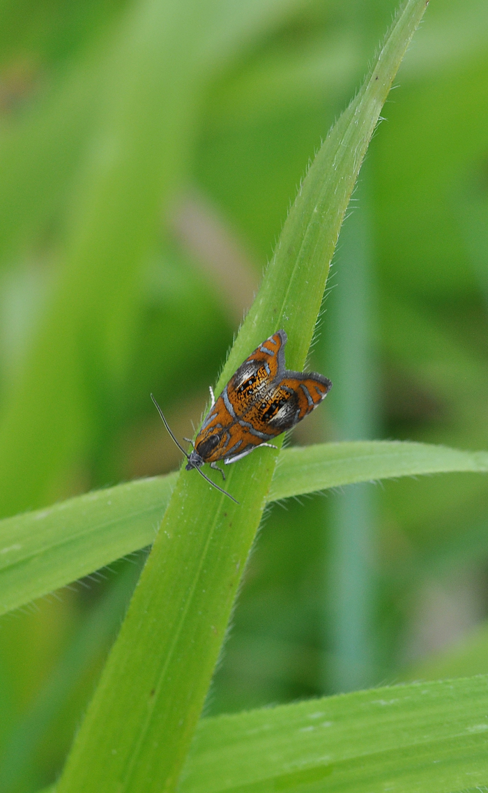 <p><b>Olethreutes arcuella</b> This lovely micro moth was in Hailey Wood. <b>©</b> Chris Tracey