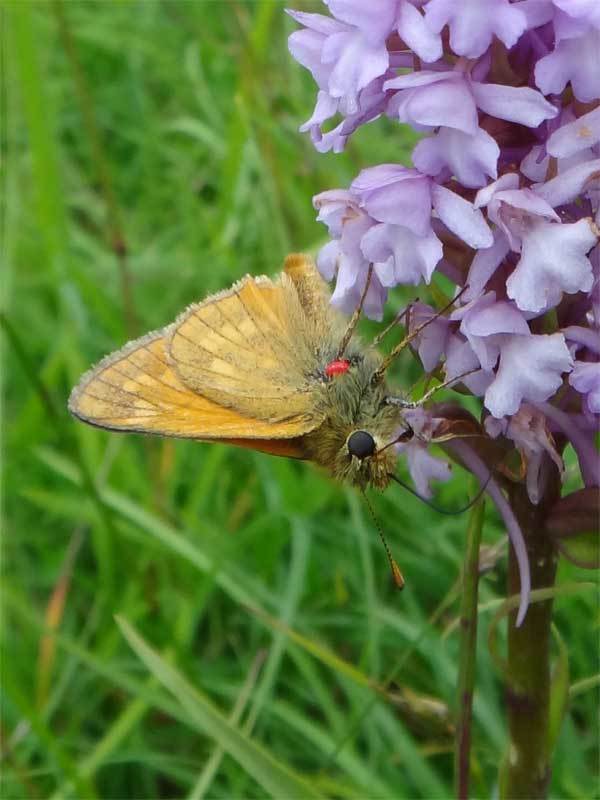 <p><b>Large Skipper</b> This butterfly along with a red parasitic mite was on a fragrant orchid on Rodborough Common <b>©</b> David Cross