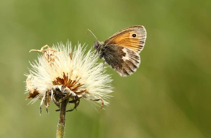 <p><b>Small Heath at Rodborough</b> <b>©</b> Dave Labdon