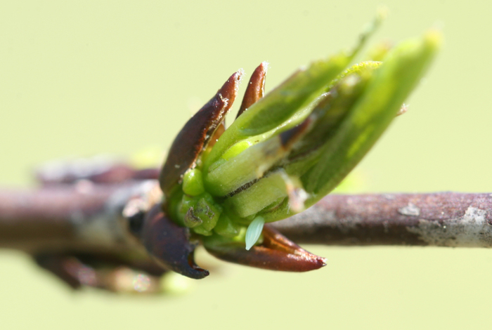 <p><b>Brimstone egg</b> OK there are sharper images out there but this is the egg that I saw laid by a beautiful Brimstone, Butterfly Conservation Prestbury Hill Reserve. <b>©</b> Jo Stafford