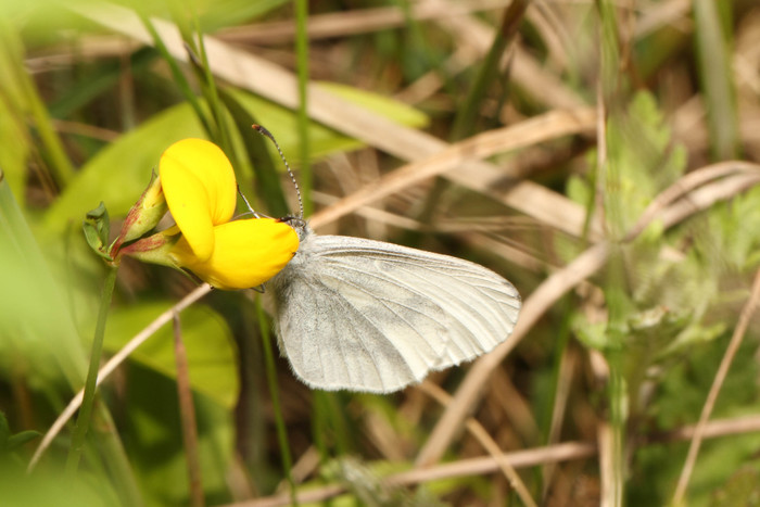 <p><b>Wood White</b> <b>©</b> Ken Cservenka