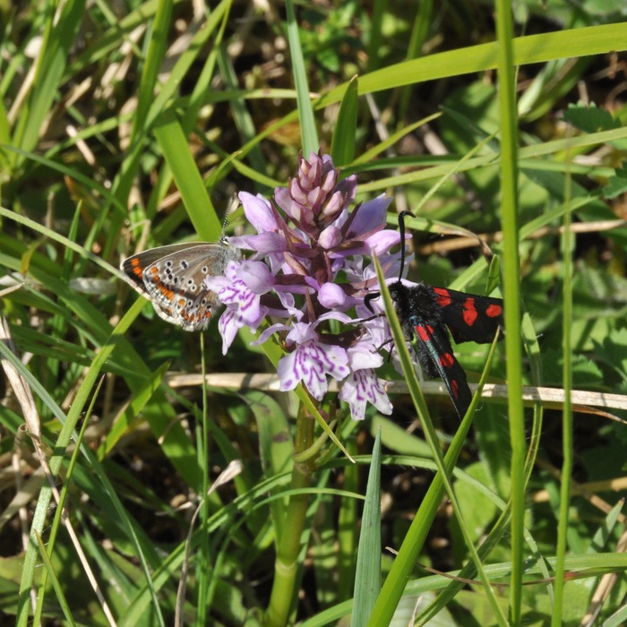 <p><b>Brown Argus and Five-spot Burnet</b> Photographed on the Cleeve Hill field trip 25 May 2014 at the Masts Reserve <b>©</b> Nick Hayward