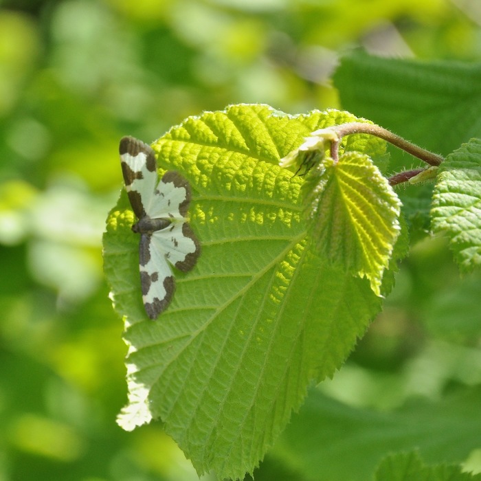 <p><b>Clouded Border moth</b> Photographed on the Cleeve Hill field trip 25 May 2014 at the Masts Reserve <b>©</b> Nick Hayward