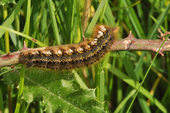 <p><b>Drinker Moth caterpillar</b> Photographed on the Cleeve Hill field trip 25 May 2014 at the Bill Smyllie Reserve <b>©</b> Nick Hayward