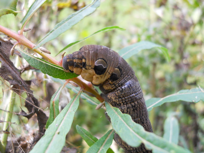 <p><b>Elephant Hawkmoth caterpillar</b> <b>©</b> Peter Hugo