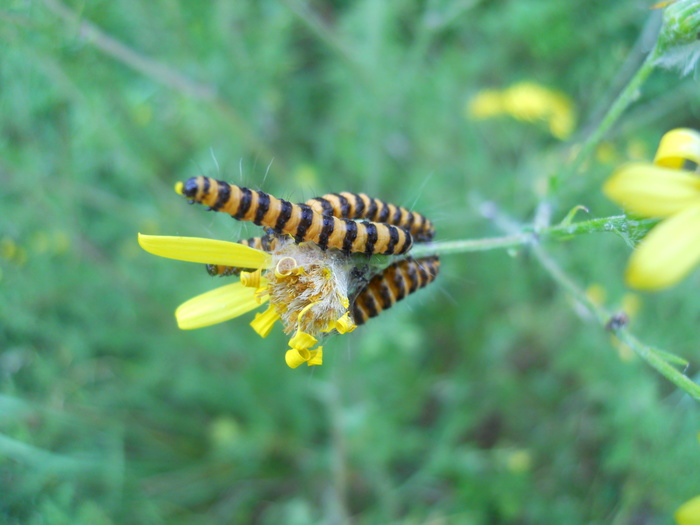<p><b>Cinnabar moth caterpillars</b>  <b>©</b> Peter Hugo