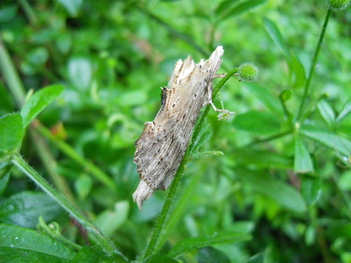 <p><b>Pale Prominent moth</b>  <b>©</b> Peter Hugo