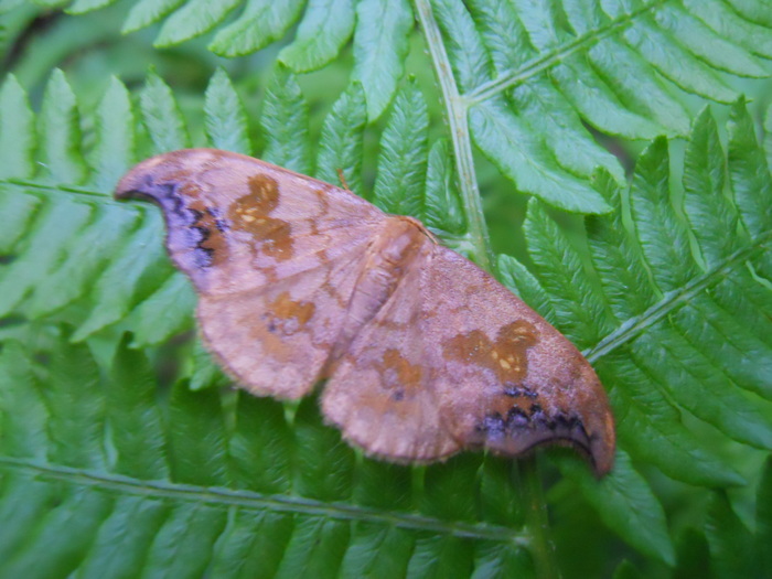 <p><b>Scarce Hook-tip moth</b> <b>©</b> Peter Hugo