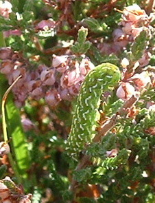 <p><b>Larva of Beautiful Yellow Underwing</b> This is a beautifully camouflaged caterpillar but unfortunately there is no larger size photo. <b>©</b> Roger Gaunt