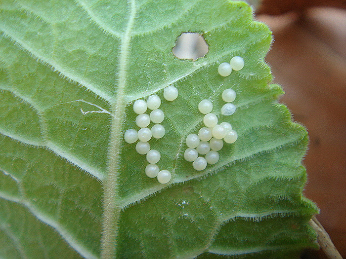 <p><b>Duke of Burgundy eggs</b> This butterfly typically lays eggs in groups of up to eight so this is an unusually large group. <b>©</b> Richard Morris