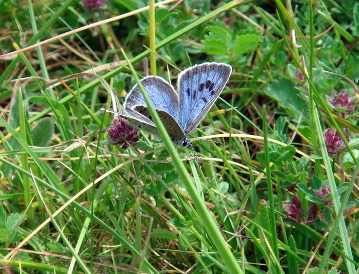 <p><b>Large Blue</b> <b>©</b> Richard Morris