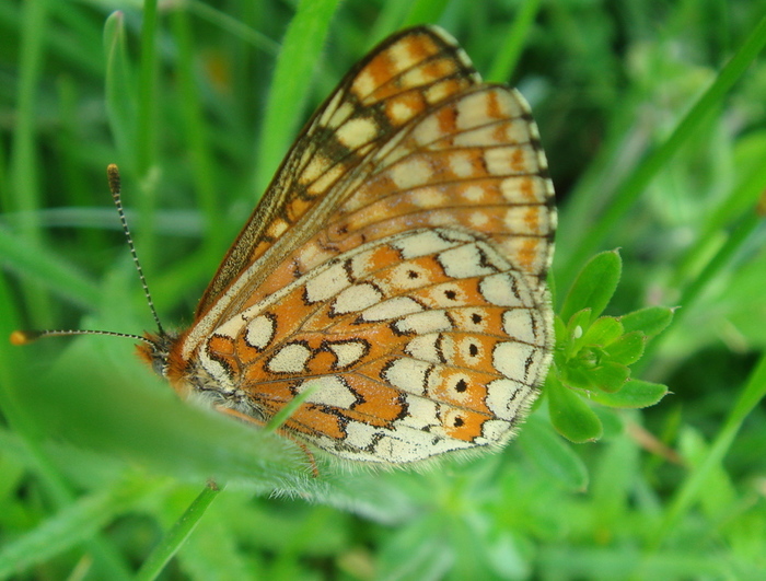 <p><b>Marsh Fritillary</b> <b>©</b> Richard Morris