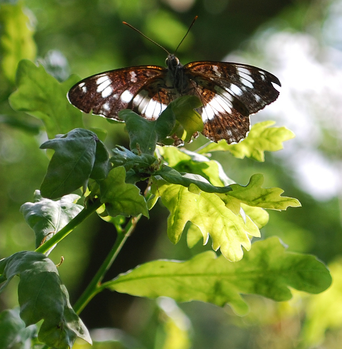 <p><b>White Admiral</b> A male White Admiral looking out for passing females in the dappled sunlight of the woods at Dowdeswell Reservoir. 26th July 2013 <b>©</b> Ruth Wollen