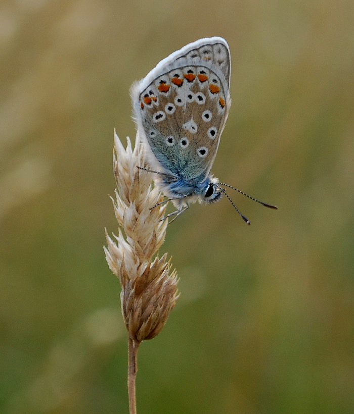 <p><b>Common Blue</b> A fresh Common Blue settles down for the night in the low evening light at Old Walls, Ablington. August 2013 <b>©</b> Ruth Wollen