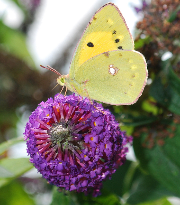 <p><b>Clouded Yellow</b> A passing Clouded Yellow refuelling at a garden Buddleia. This butterfly fed actively for an hour or two before leaving as suddenly as it had arrived. Ablington, August 2013 <b>©</b> Ruth Wollen