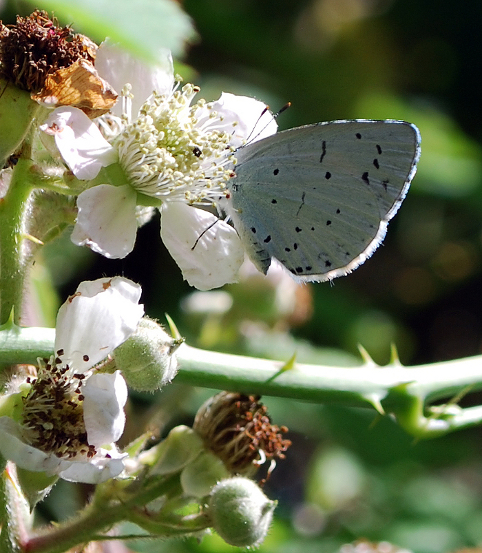 <p><b>Holly Blue</b> A Holly Blue delves into the bramble flowers on the overgrown bank beside Dowdeswell Reservoir. July 26th 2013 <b>©</b> Ruth Wollen