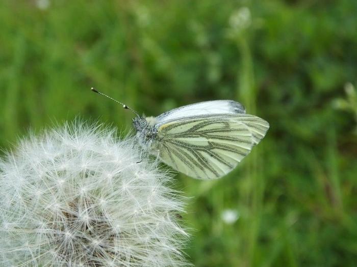 <p><b>Green Veined White</b> This butterfly can't tell the time by the butterfly clock as tea time is long since finished! <b>©</b> Sue Smith