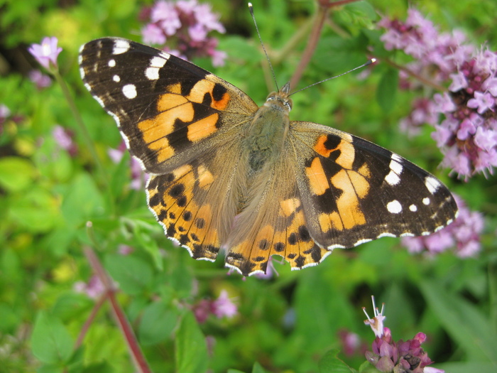 <p><b>Painted Lady</b> Part of the mass migration when millions of Painted Ladies came to our shores from the Atlas Mountains of Morocco in 2009. It is estimated that the Painted Ladies coming from north Africa across Europe actually travel further than the Monarch butterflies in America! <b>©</b> Sue Smith