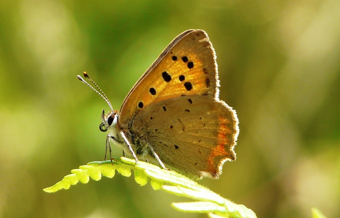 <p><b>Small Copper</b> This one snapped while having a sandwich on Cam Long Down. Seeing off anything that came close. <b>©</b> Terry Fenton