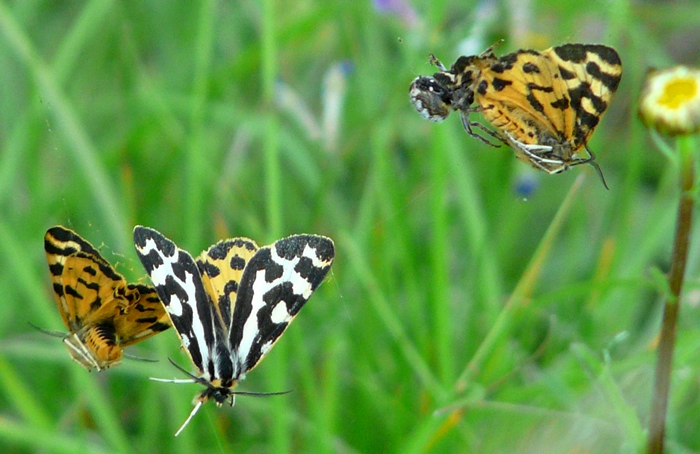 <p><b>Wood Tigers (and spiders!)</b> Photographed 29th May 2012, a dozen or so on the wing being caught in spider's webs and trussed up at Uley Bury. <b>©</b> Terry Fenton