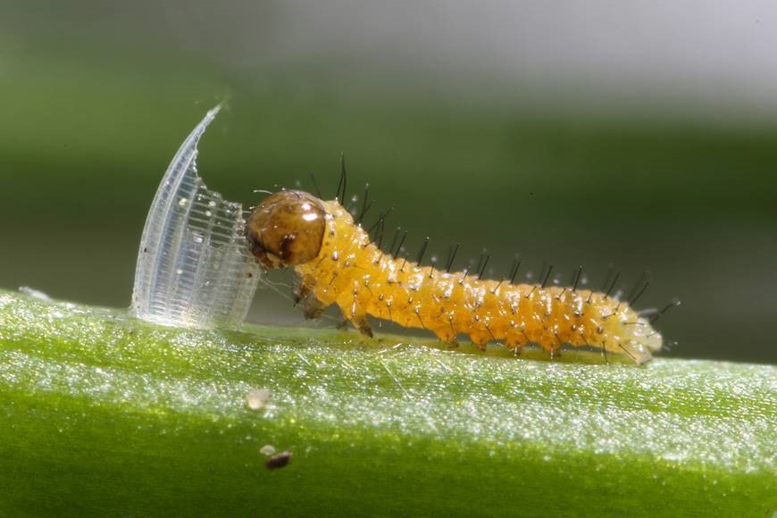 Newly hatched larva eating eggshell