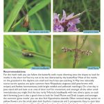 Butterfly Walk - Rough Bank Moths