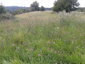 Wild flowers on Rough Bank