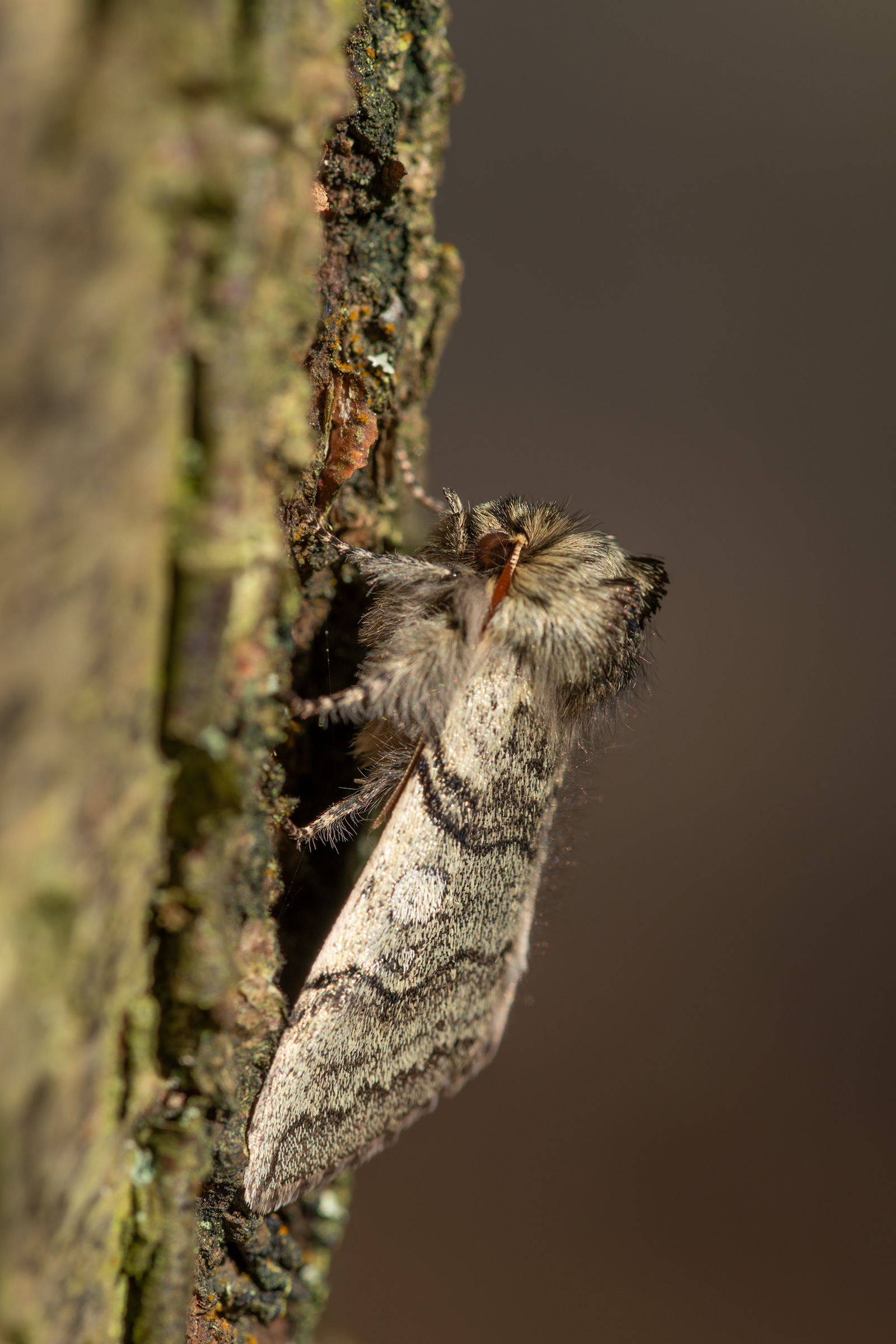 <p><b>Yellow Horned Moth</b> This handsome moth was trapped on the edge of the Forest of Dean near Coleford. <b>©</b> Clive Mowforth