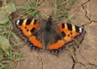 Small Tortoiseshell