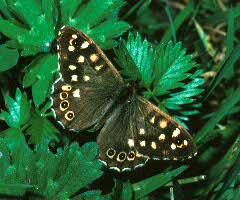 Speckled Wood