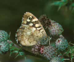 Speckled Wood