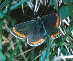 Brown Argus