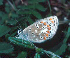 Brown Argus