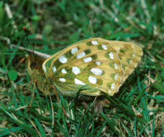 Dark Green Fritillary